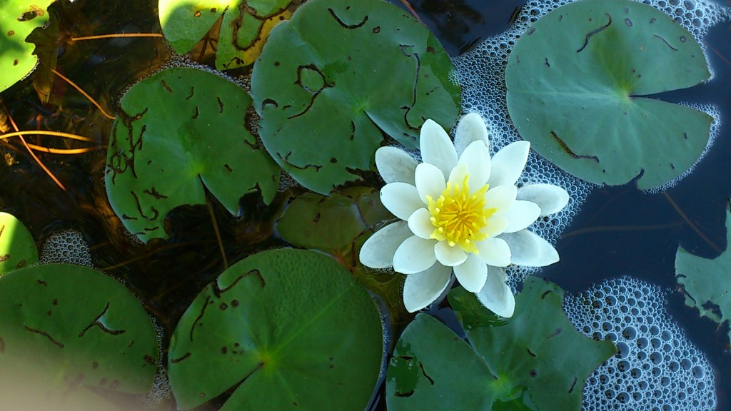 Natures Wonder Maple Ki Retreat